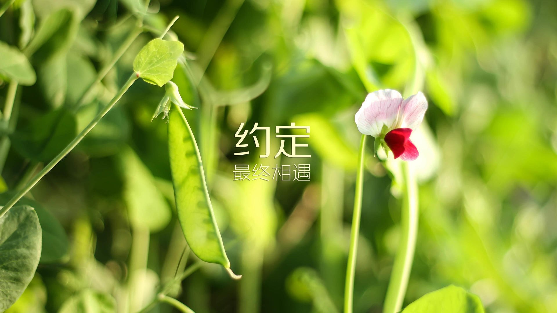 山东男篮逆转成功，击败江苏苏宁，山东男篮绝杀江苏
