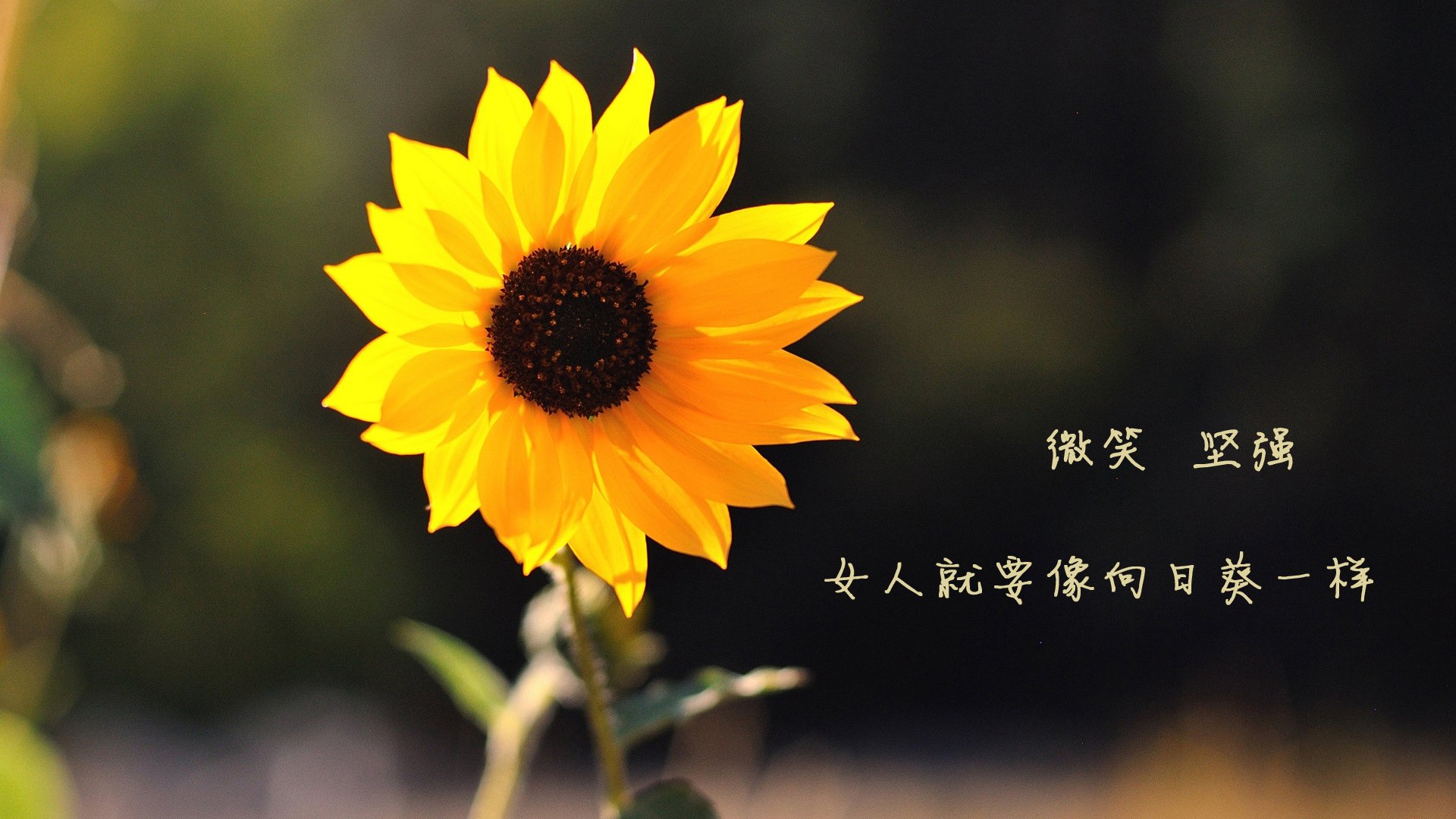 中国篮球青少年篮球推广模式分析，青少年篮球教育行业分析