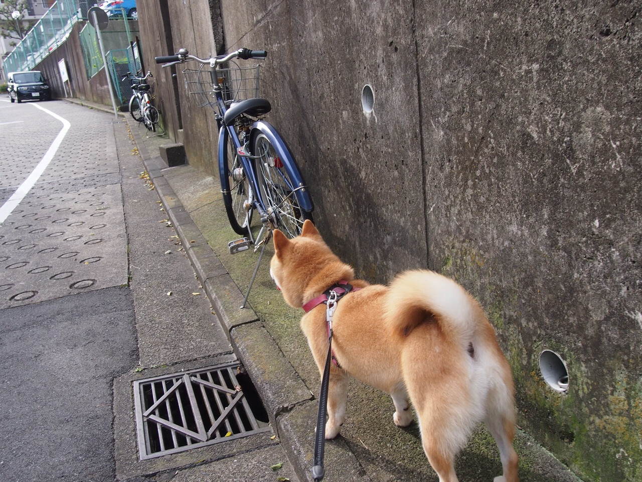 “SHO-CHAN Run 2025：跑者狂热，香港再掀赛事高潮”