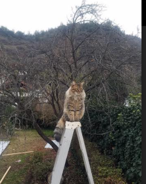 世界杯精彩纷呈:每一秒都令人热血沸腾!,世界杯名场面